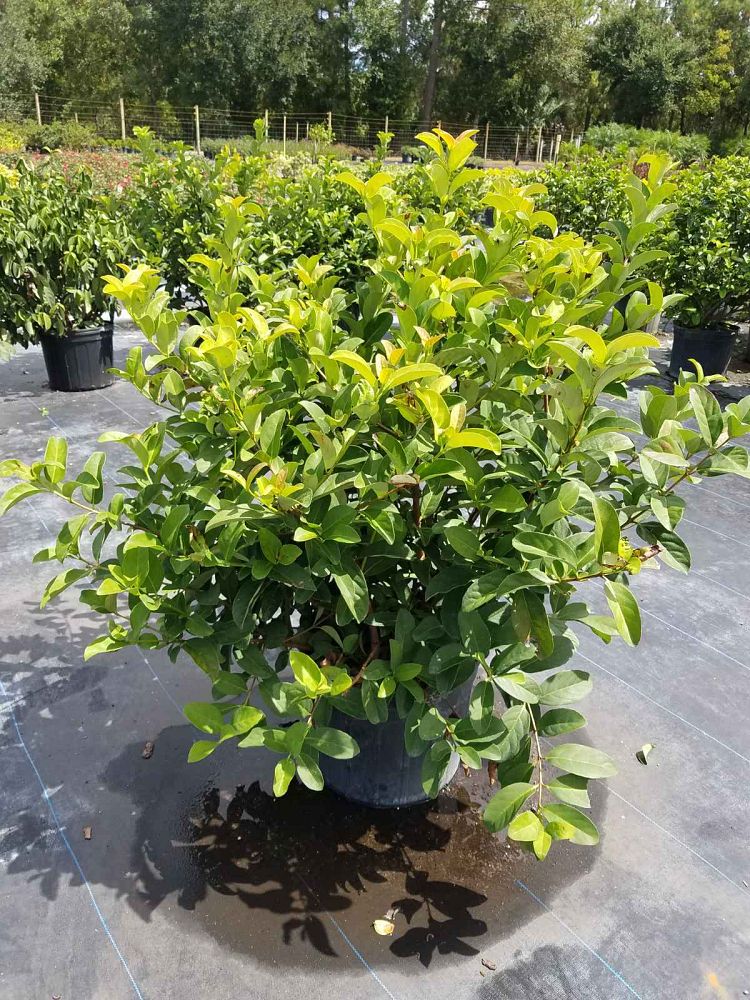 viburnum-odoratissimum-sweet-viburnum