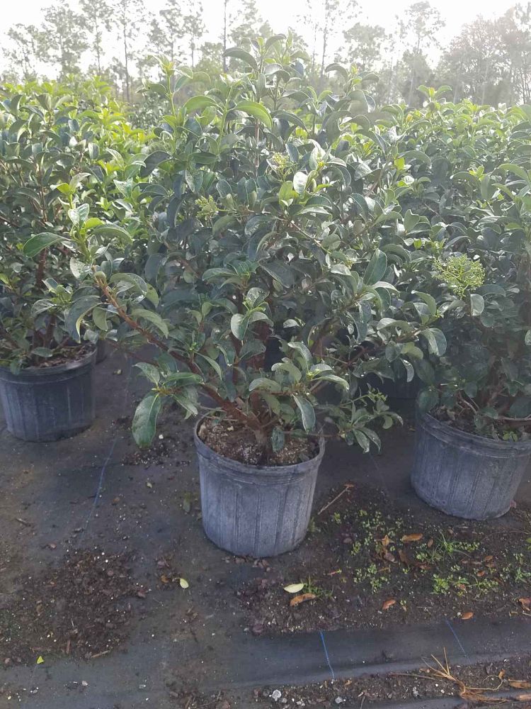 viburnum-odoratissimum-sweet-viburnum