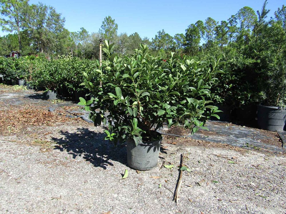 viburnum-odoratissimum-sweet-viburnum