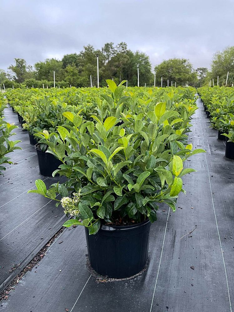 viburnum-odoratissimum-sweet-viburnum