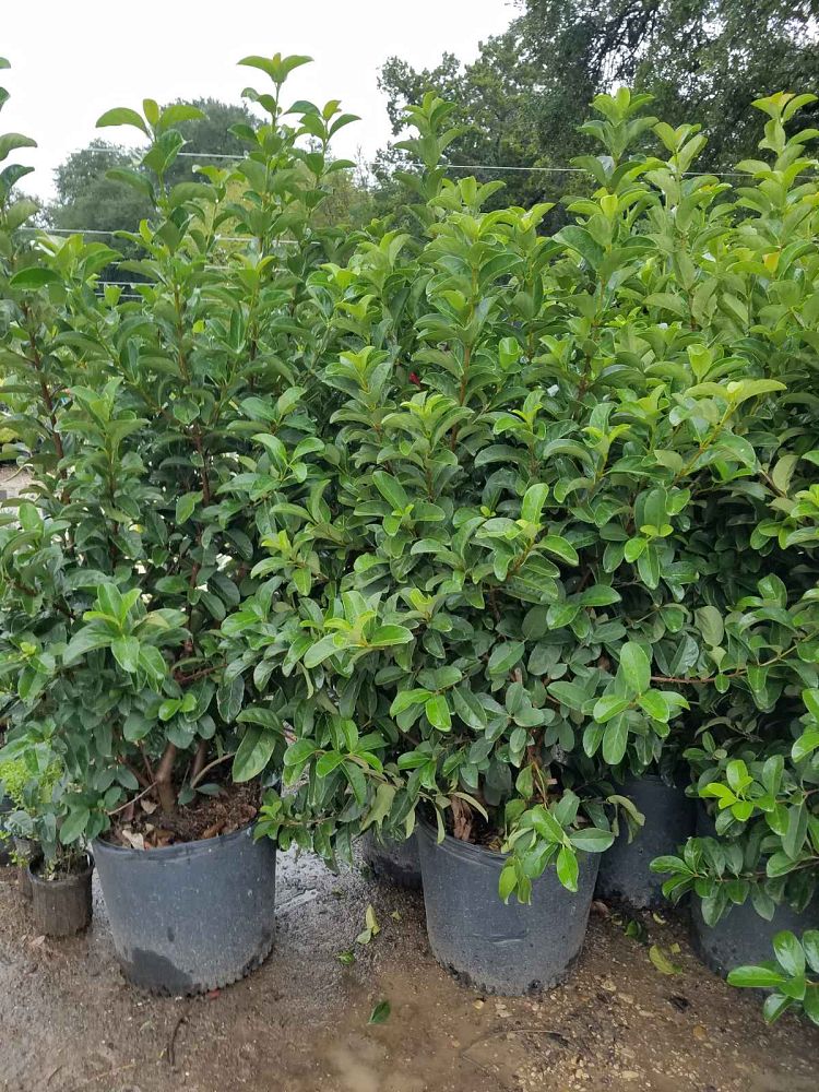viburnum-odoratissimum-sweet-viburnum