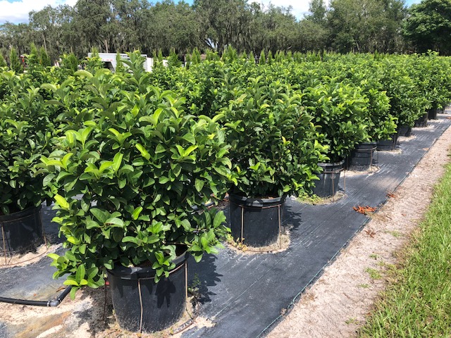 viburnum-odoratissimum-sweet-viburnum