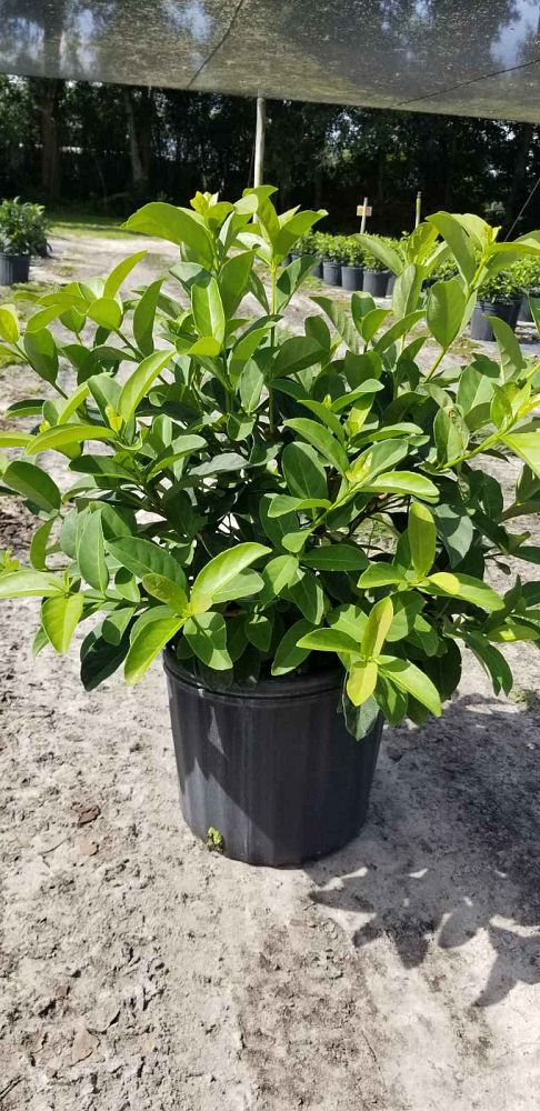 viburnum-odoratissimum-sweet-viburnum