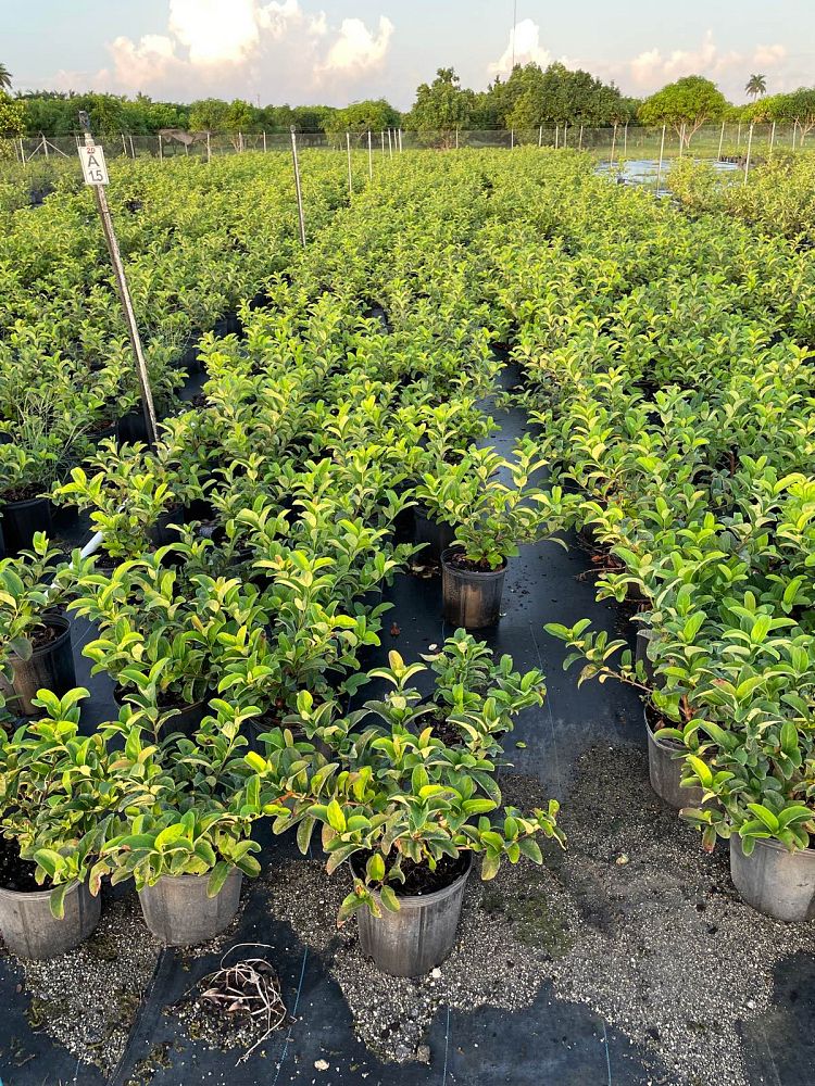 viburnum-odoratissimum-sweet-viburnum