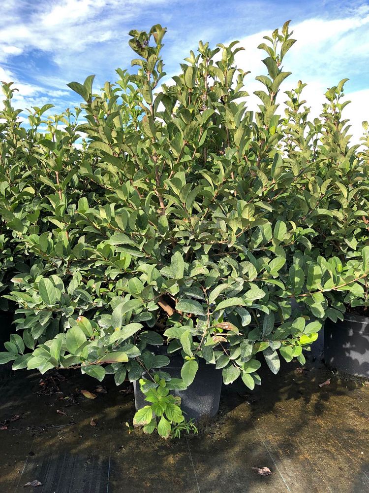 viburnum-odoratissimum-sweet-viburnum