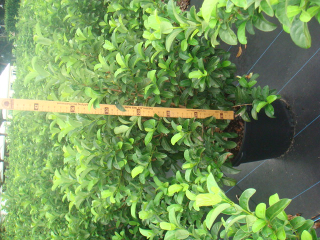 viburnum-odoratissimum-sweet-viburnum