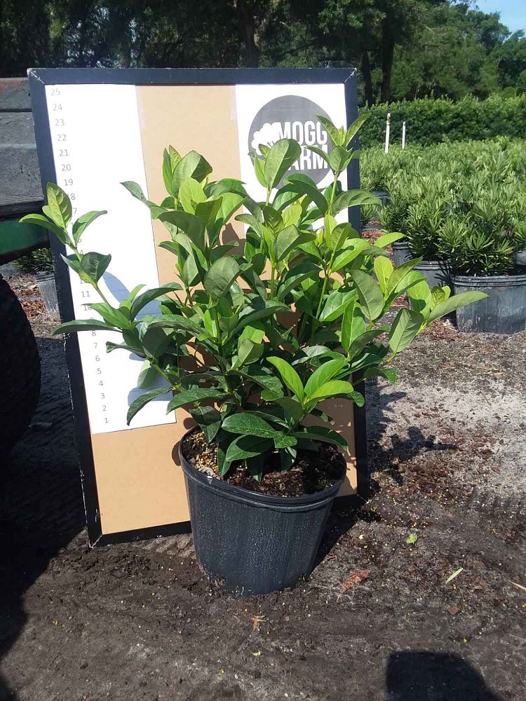 viburnum-odoratissimum-sweet-viburnum