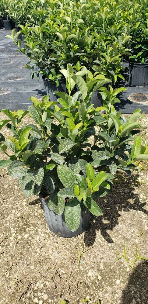 viburnum-odoratissimum-sweet-viburnum
