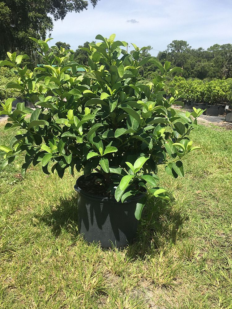 viburnum-odoratissimum-sweet-viburnum