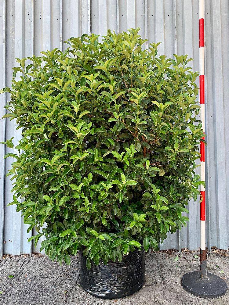 viburnum-odoratissimum-sweet-viburnum