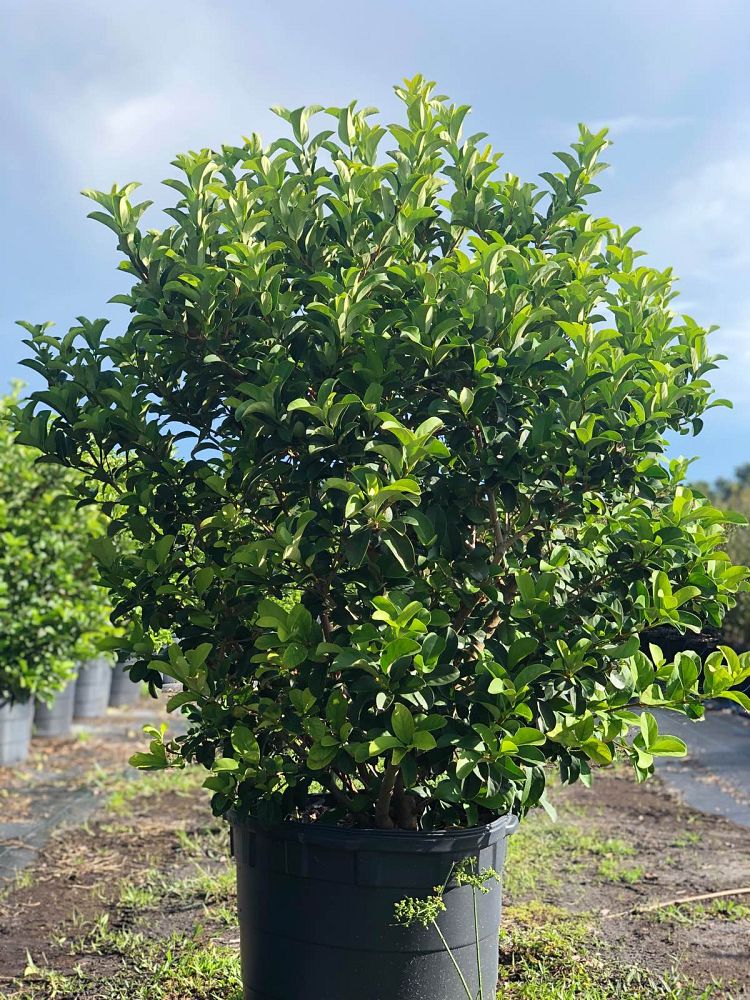 viburnum-odoratissimum-sweet-viburnum