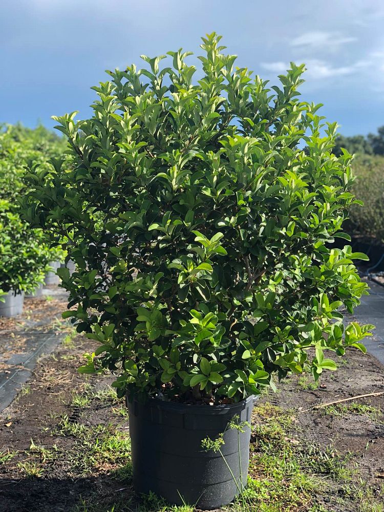 viburnum-odoratissimum-sweet-viburnum