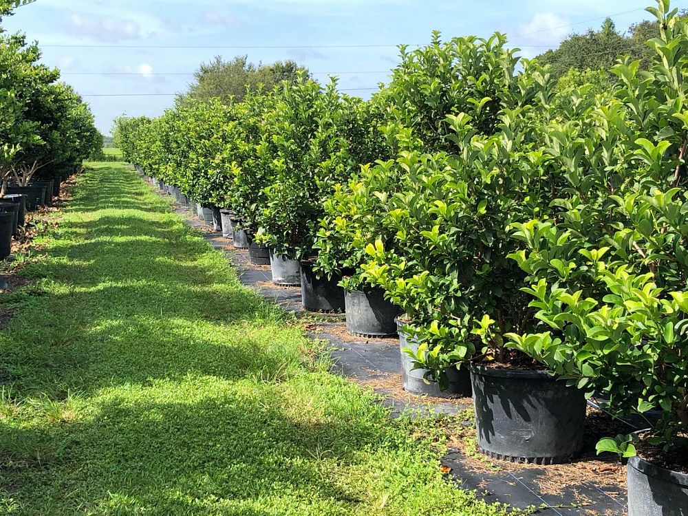 viburnum-odoratissimum-sweet-viburnum