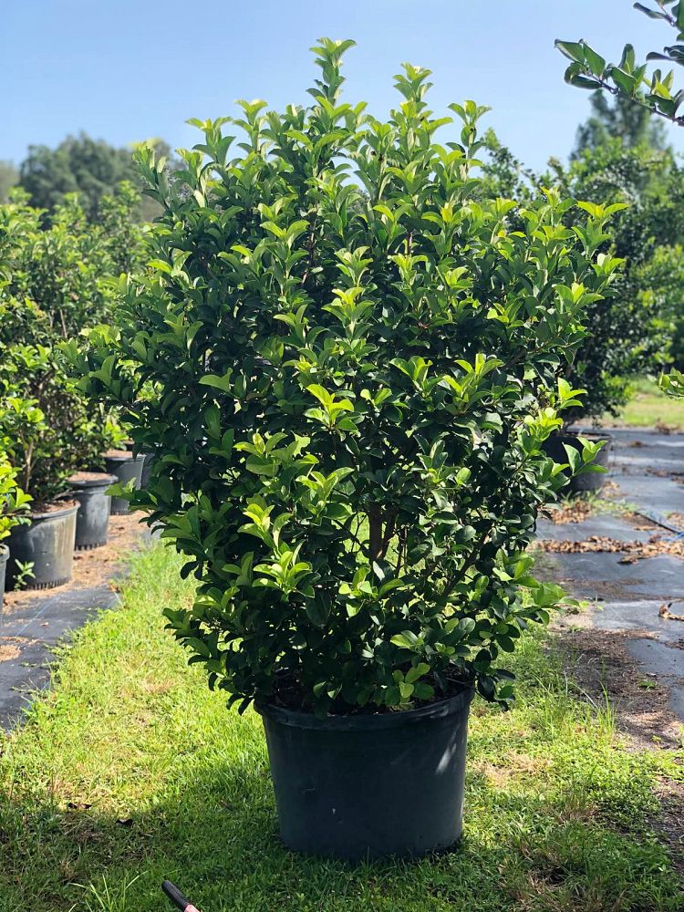 viburnum-odoratissimum-sweet-viburnum