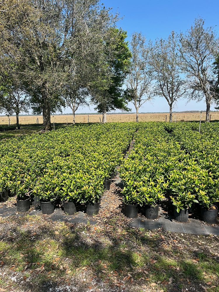 viburnum-odoratissimum-sweet-viburnum