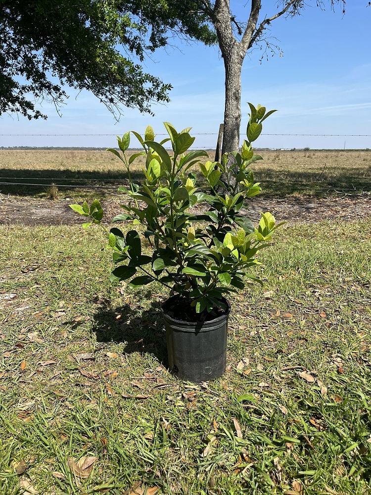 viburnum-odoratissimum-sweet-viburnum