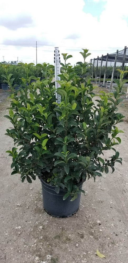 viburnum-odoratissimum-sweet-viburnum