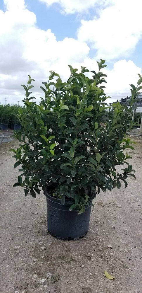 viburnum-odoratissimum-sweet-viburnum