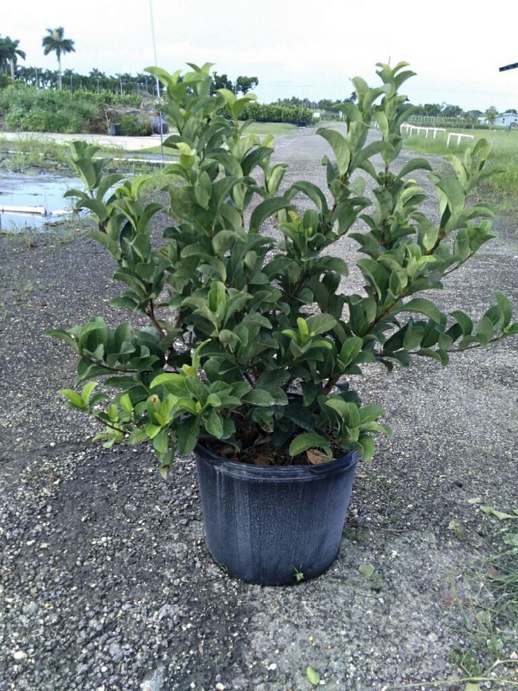 viburnum-odoratissimum-sweet-viburnum