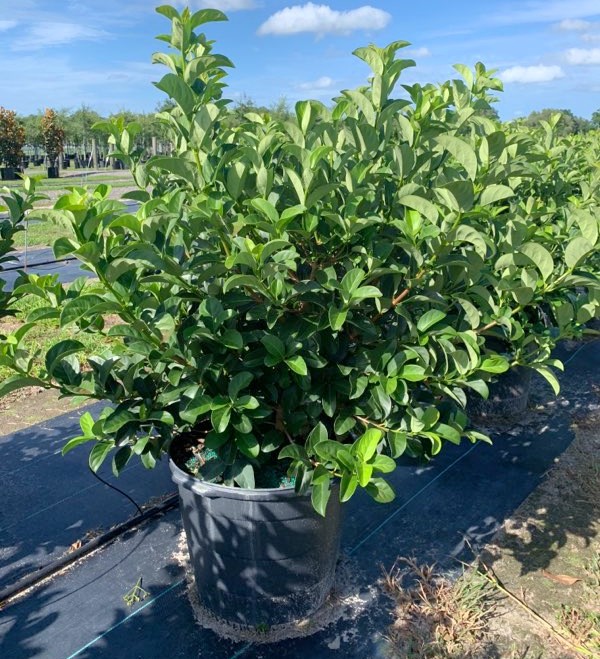 viburnum-odoratissimum-sweet-viburnum