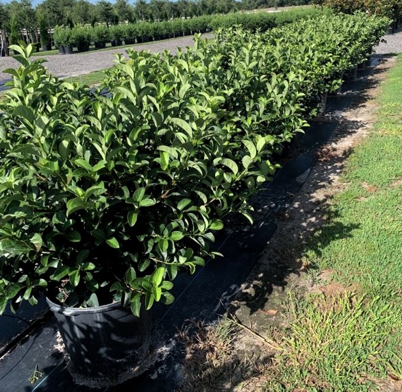 viburnum-odoratissimum-sweet-viburnum