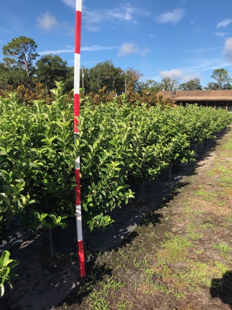 viburnum-odoratissimum-sweet-viburnum