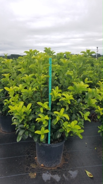 viburnum-odoratissimum-sweet-viburnum