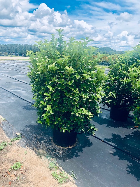 viburnum-odoratissimum-sweet-viburnum