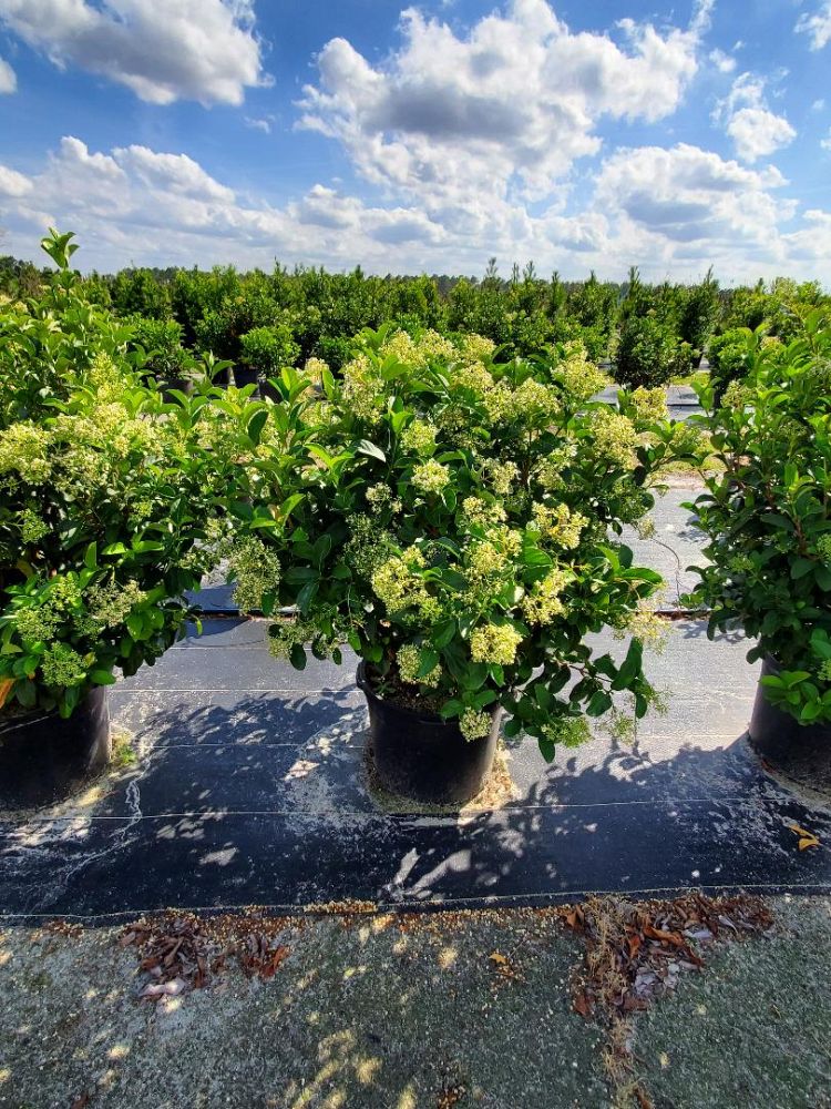 viburnum-odoratissimum-sweet-viburnum