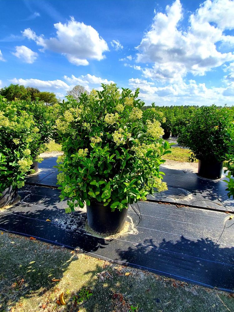 viburnum-odoratissimum-sweet-viburnum