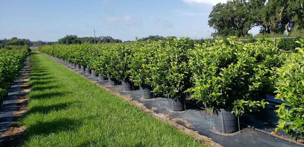 viburnum-odoratissimum-sweet-viburnum