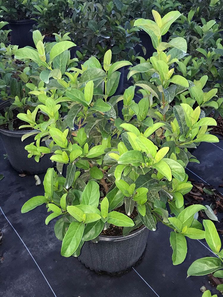 viburnum-odoratissimum-sweet-viburnum