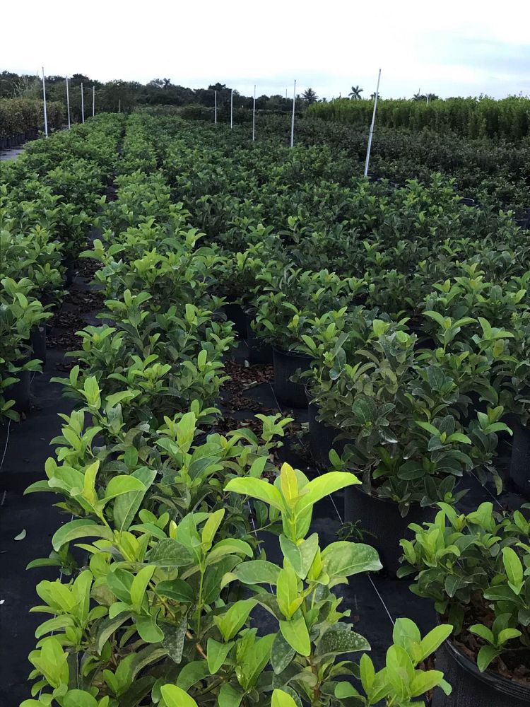 viburnum-odoratissimum-sweet-viburnum