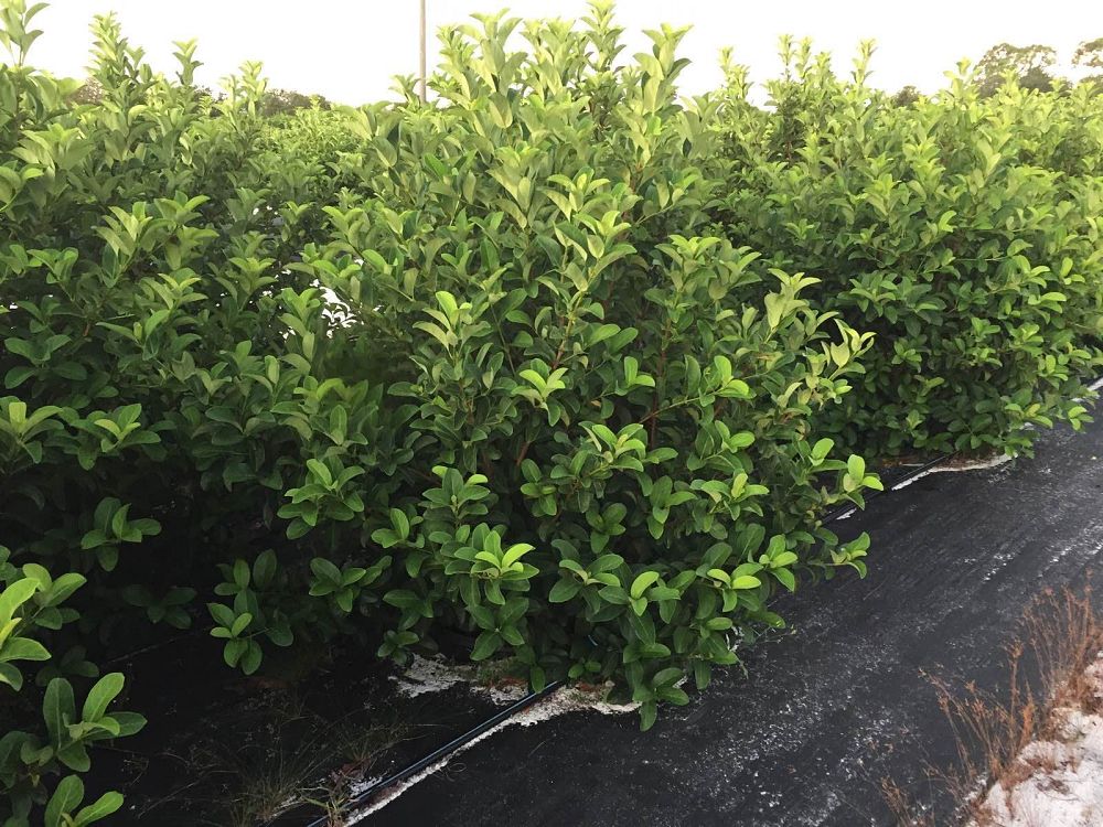viburnum-odoratissimum-sweet-viburnum