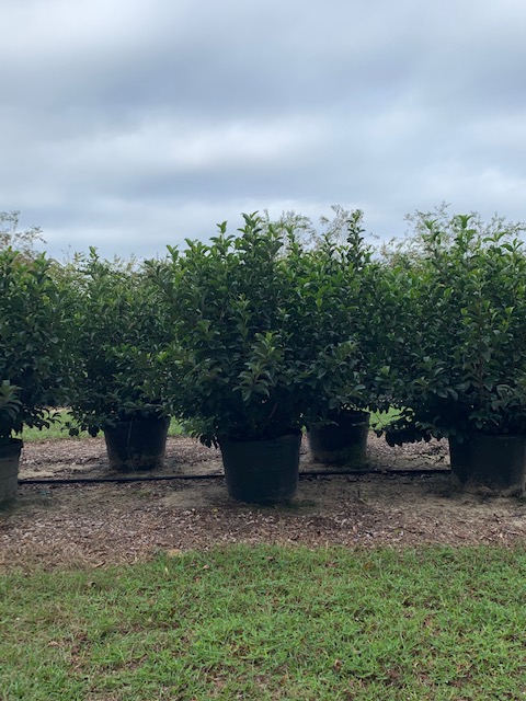 viburnum-odoratissimum-sweet-viburnum