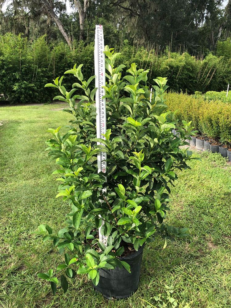 viburnum-odoratissimum-sweet-viburnum