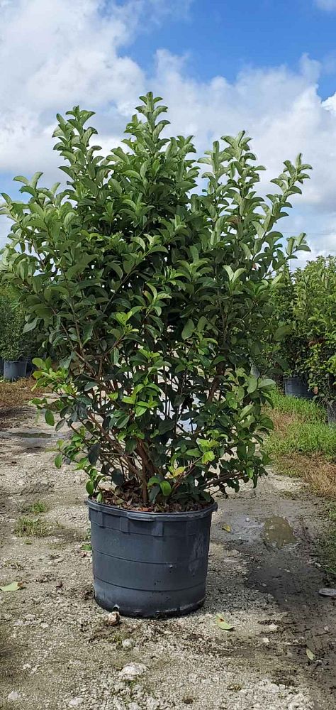 viburnum-odoratissimum-sweet-viburnum