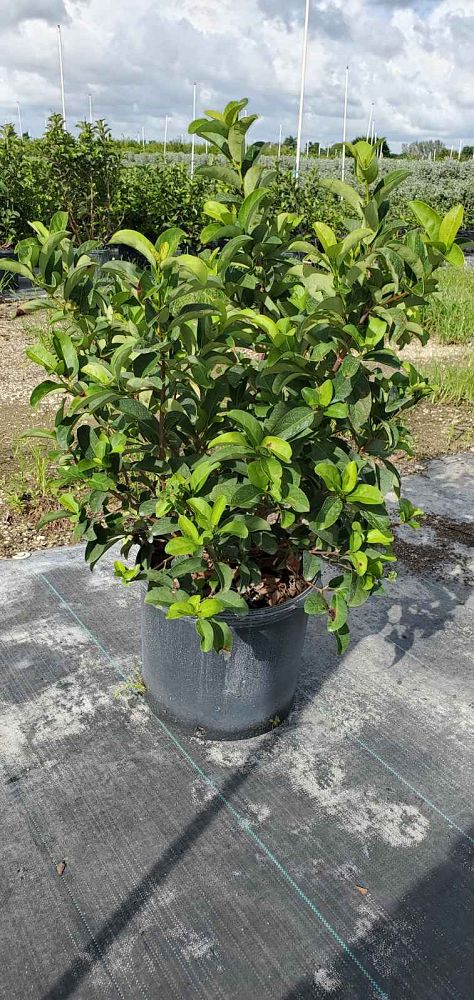 viburnum-odoratissimum-sweet-viburnum