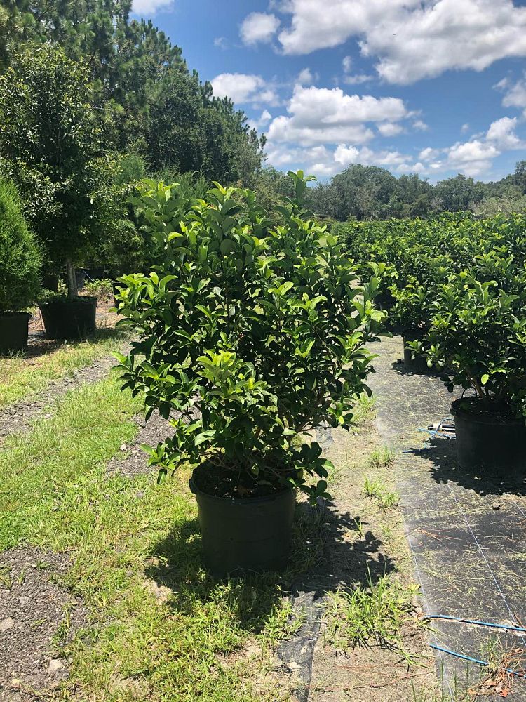 viburnum-odoratissimum-sweet-viburnum