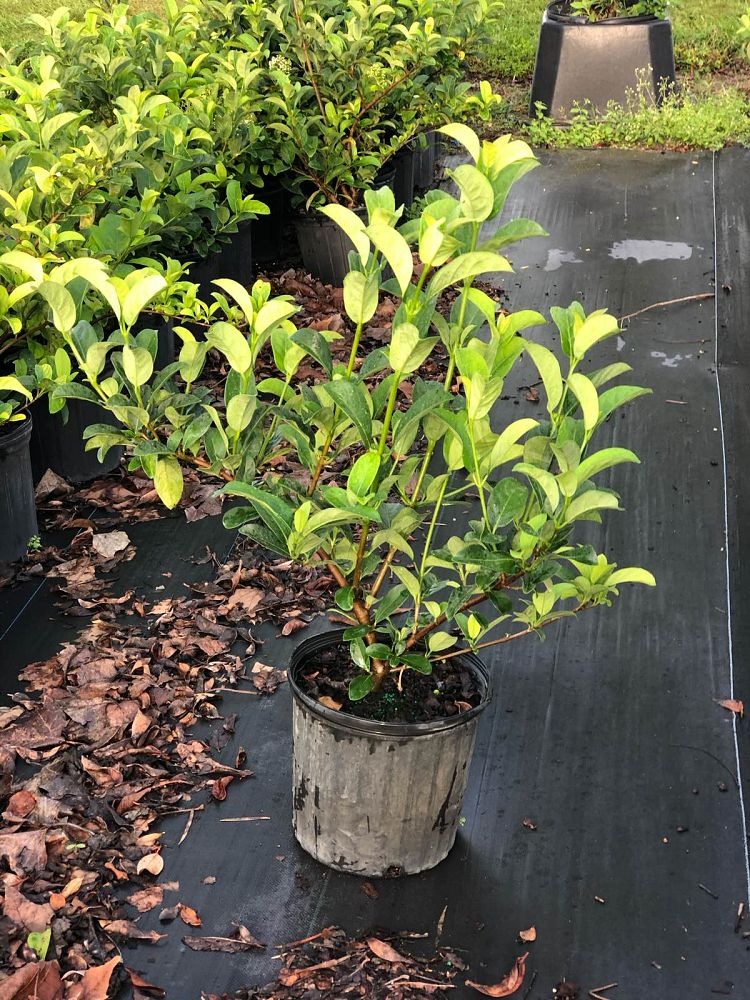 viburnum-odoratissimum-sweet-viburnum