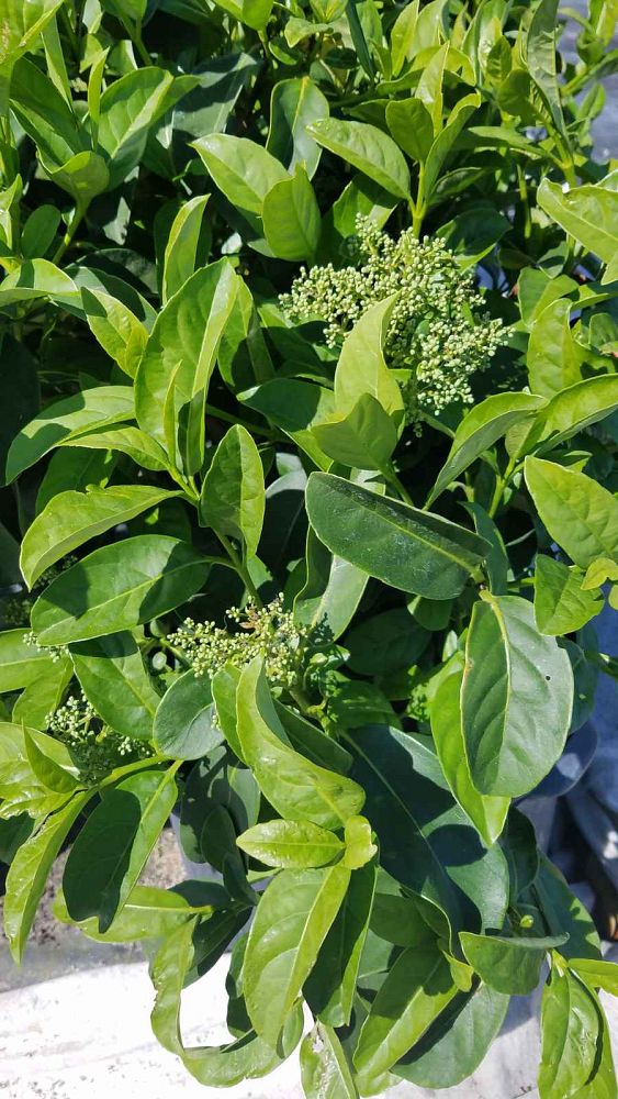 viburnum-odoratissimum-sweet-viburnum
