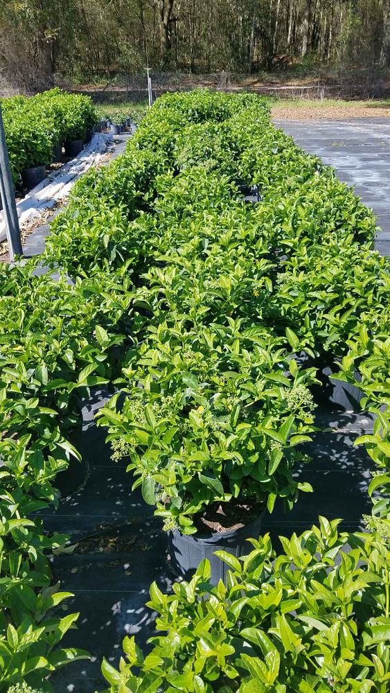 viburnum-odoratissimum-sweet-viburnum