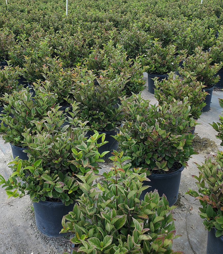 viburnum-odoratissimum-sweet-viburnum