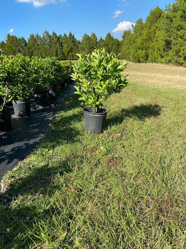 viburnum-odoratissimum-sweet-viburnum