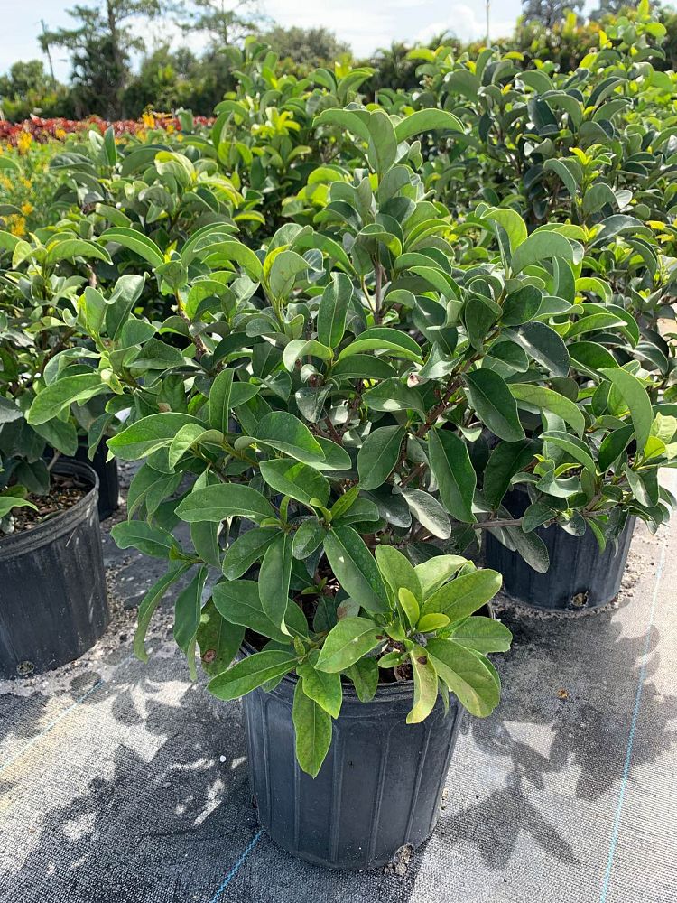 viburnum-odoratissimum-sweet-viburnum