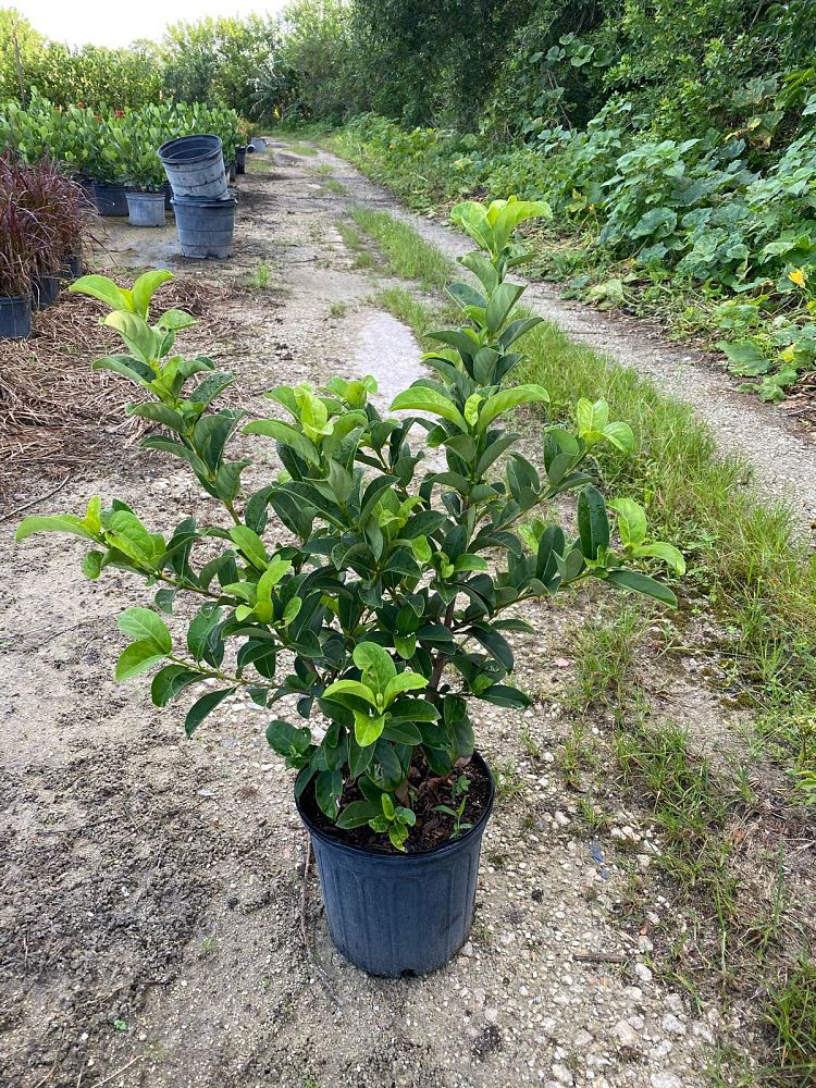 viburnum-odoratissimum-sweet-viburnum