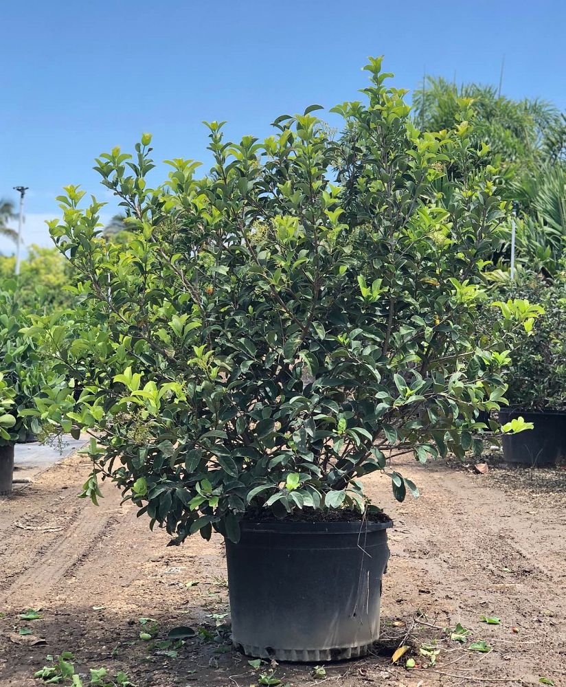 viburnum-odoratissimum-sweet-viburnum