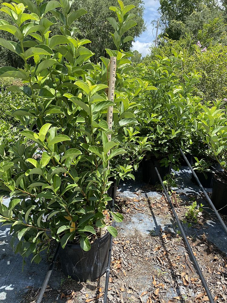 viburnum-odoratissimum-sweet-viburnum