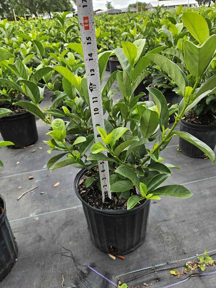 viburnum-odoratissimum-sweet-viburnum