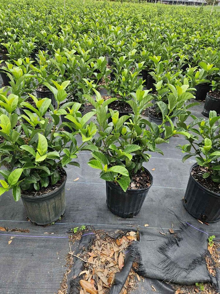 viburnum-odoratissimum-sweet-viburnum